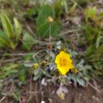 Potentilla gracilis Květ