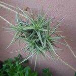 Tillandsia bergeriFolha