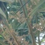 Copernicia alba Flor