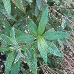 Verbena hastata Blatt