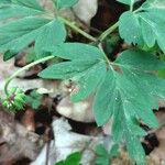 Anemone nemorosa ᱥᱟᱠᱟᱢ