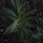 Solidago canadensis葉