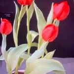 Tulipa agenensis Blomst