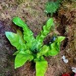 Asplenium nidusЛіст