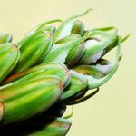 Aloe aristata Flower