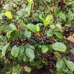 Aronia melanocarpaFruit