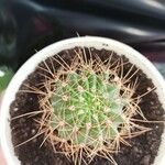 Echinopsis eyriesii Листок