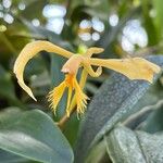 Epidendrum ciliare Blomma