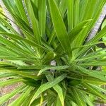 Yucca aloifolia पत्ता