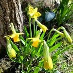 Narcissus minor Fleur