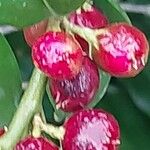 Sarcococca hookeriana Fruit