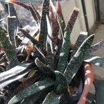 Gasteria disticha Leaf