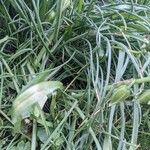 Ornithogalum nutans Leaf