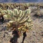 Cylindropuntia bigelovii Leaf