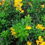 Genista monspessulana Агульны выгляд