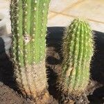 Echinopsis huascha Hoja