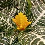 Aphelandra squarrosa Habit