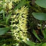 Dendrobium speciosum फूल