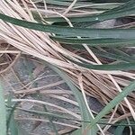 Puya mirabilis Other