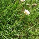 Ranunculus amplexicaulis Flower