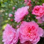 Rosa gallica Kukka