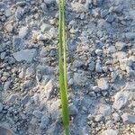 Bromus arvensis Blad