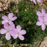 Erodium rodiei Облик