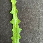 Leontodon hispidus Leaf