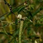 Aeschynomene indica Fruit