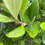 Planchonella cinerea Leaf