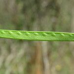 Lathyrus sphaericus Плод