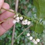 Chiococca alba果実