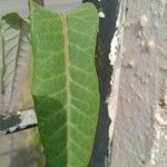 Araujia sericifera Blad