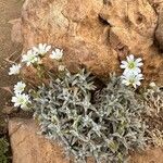 Cerastium gibraltaricum Hábito