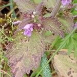 Ballota nigra Leaf