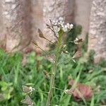 Capsella bursa-pastoris 果實