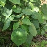 Hibiscus ovalifolius Deilen