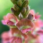 Indigofera hendecaphylla Blomst