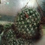 Mammillaria spinosissimaΦύλλο