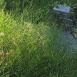 Equisetum arvense Deilen