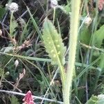 Rapistrum rugosum Leaf