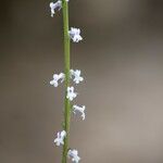 Anarrhinum laxiflorum Blüte