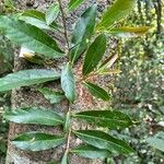 Nectandra lanceolata 葉