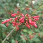 Russelia sarmentosa Flor