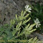 Silene andryalifolia Hábito