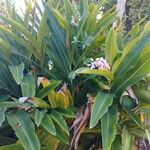 Alpinia zerumbet Blüte