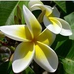 Plumeria albaFloro