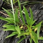 Solidago sempervirens Folla