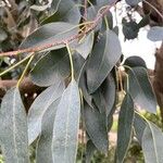 Eucalyptus gunnii Blad