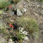 Castilleja tenuiflora Habit